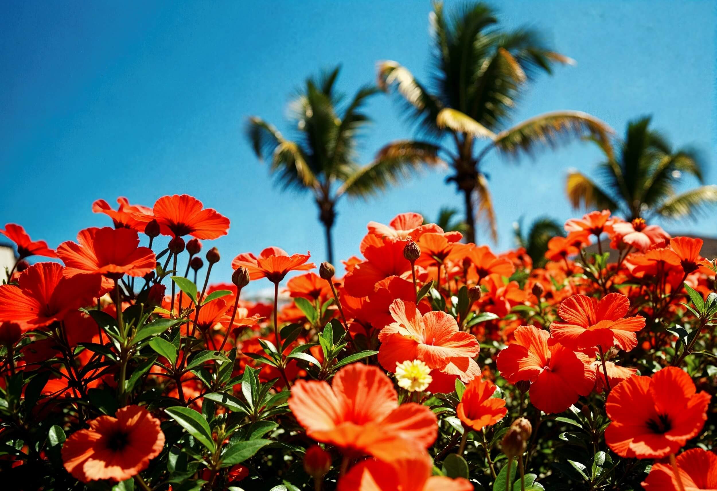 spring in florida